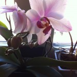 orkidéer hemma