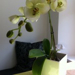 inredning orkidé kök