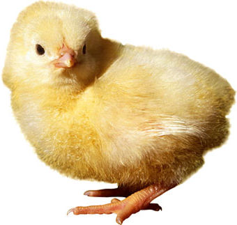 kyckling påsk